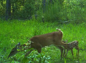 Doe & Fawn  